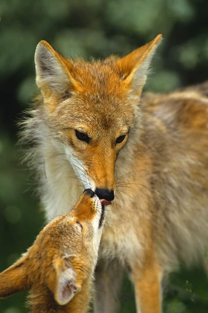 coyote pups playing