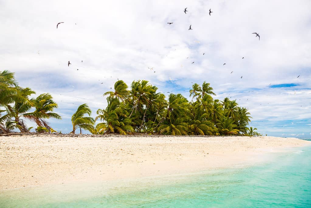 Small remote tropical island motu overgrown with palms. Sandy beach, flock of birds flying. Funafuti atoll, Tuvalu, Polynesia, South Pacific, Oceania