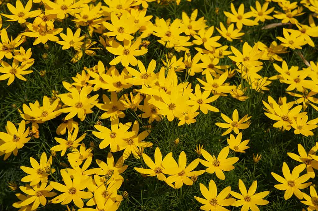 Coreopsis verticillata zagreb many yellow flowers