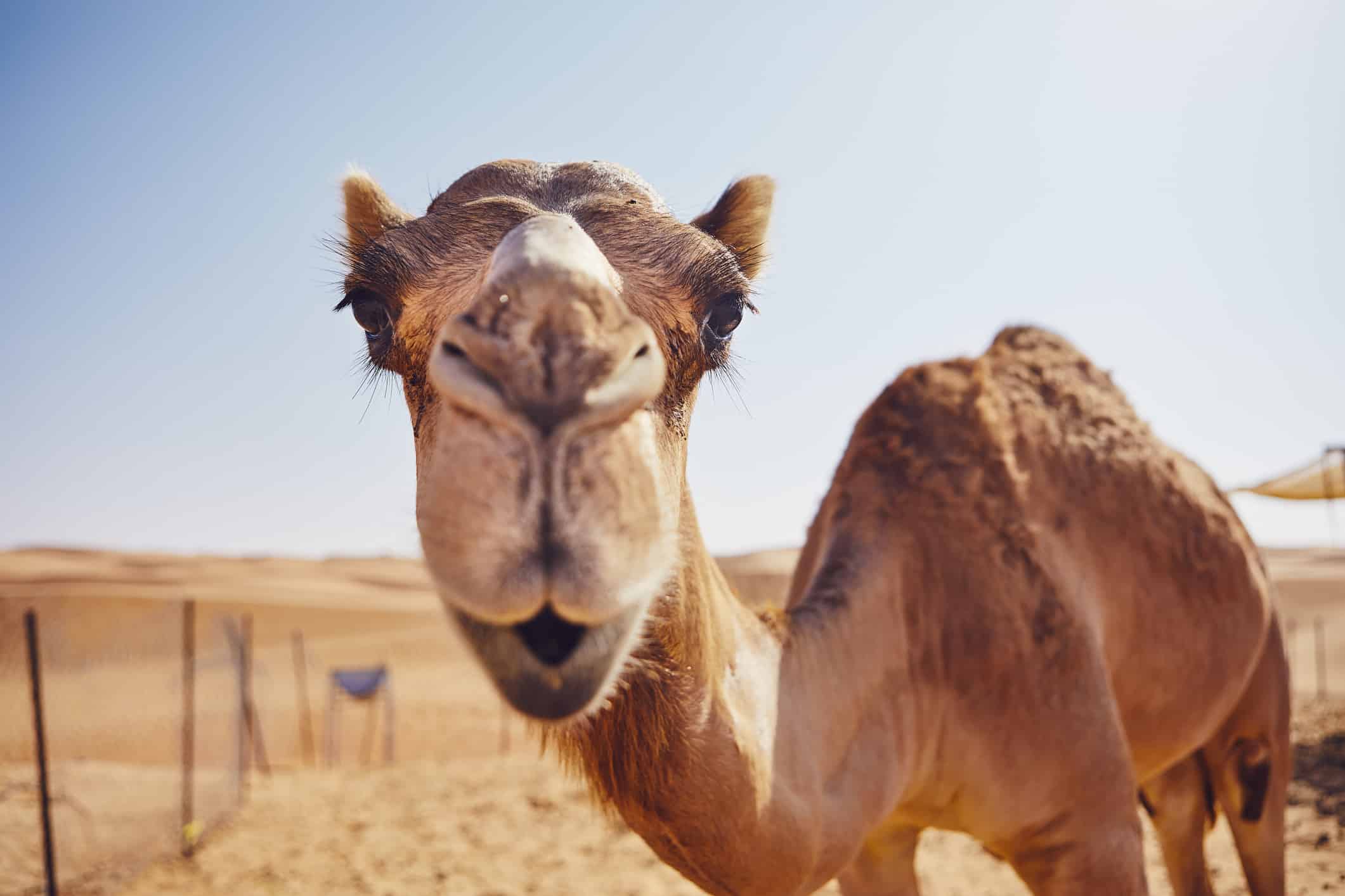 Curious camel in desert