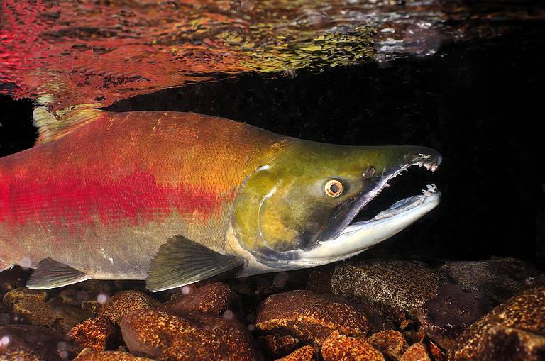 Sockeye salmon