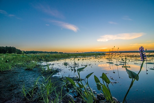 Sunrise over marshy grass