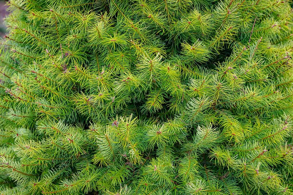 Grand Fir Close-up