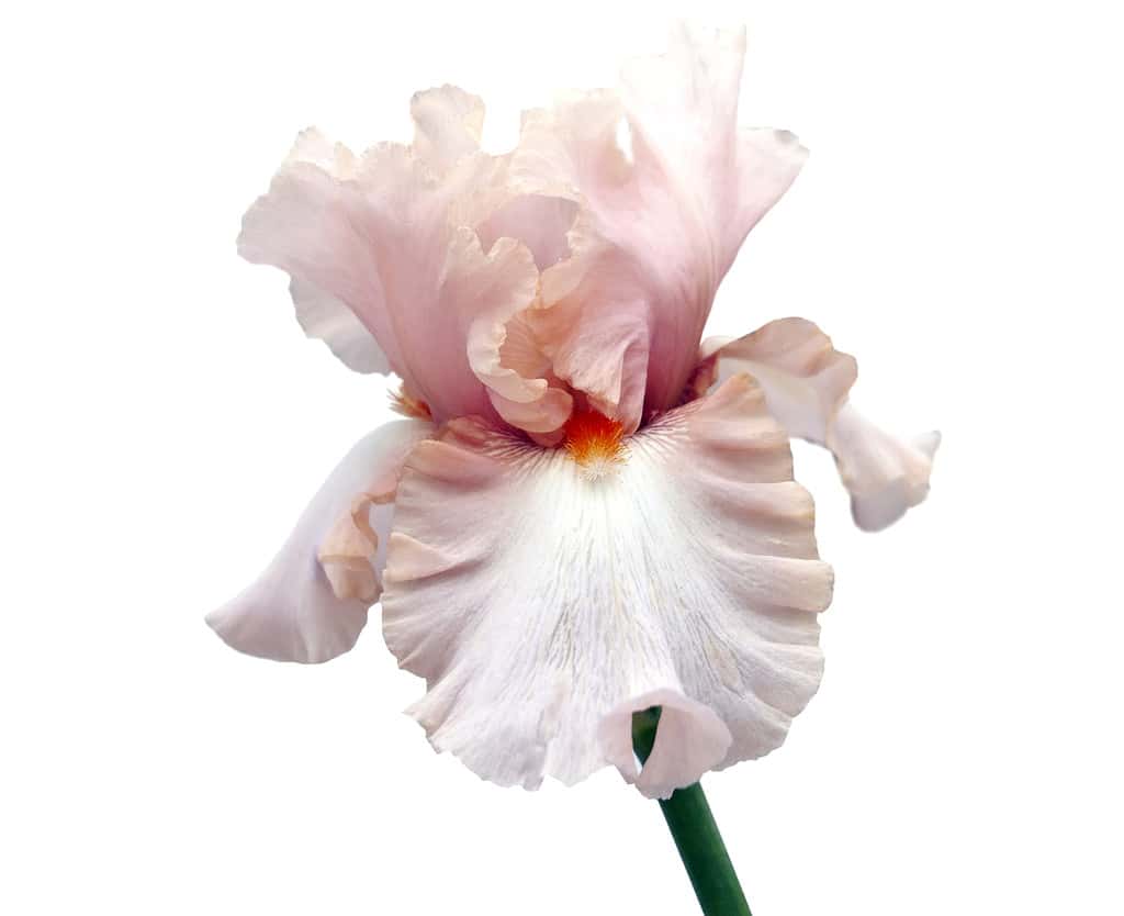 Blooming Iris on a white