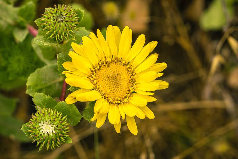 Great Valley Gumweed, Great Valley Gumplant (Grindelia camporum, Grindelia robusta) flower