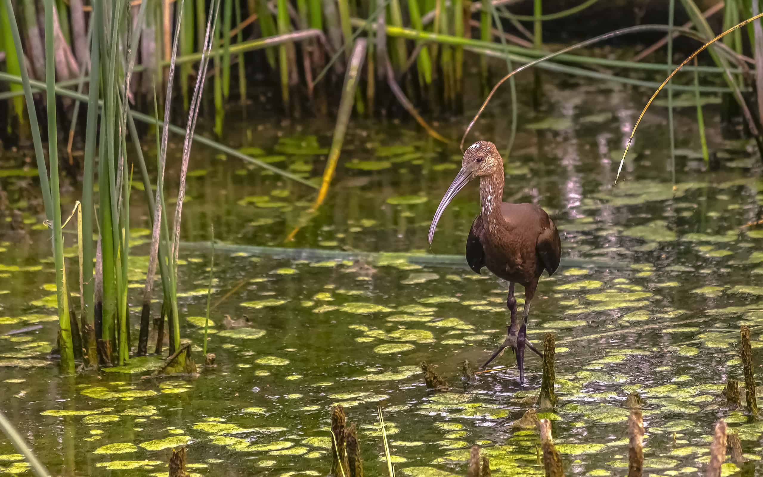 Brown bird with long sharp beak in Lake Utah