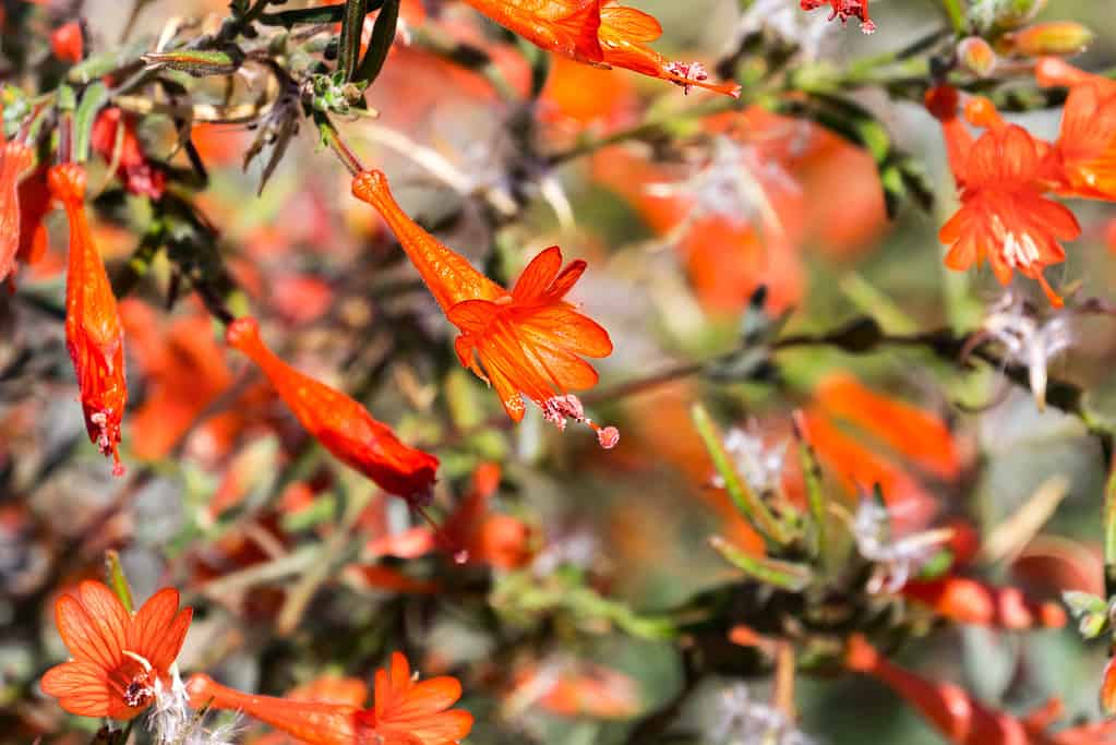 Close up of California fuchsia (Epilobium canum) wildflower