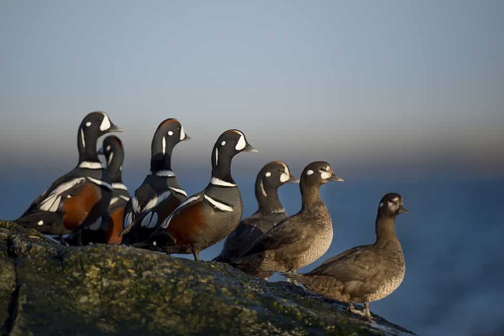 Harlequin Flock