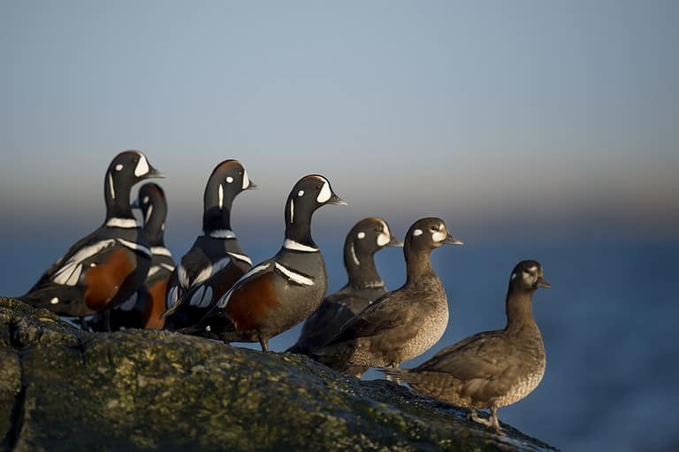 Harlequin Flock