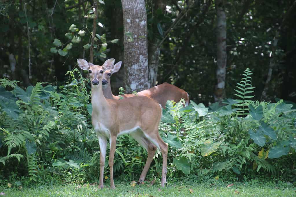 Deer in green trees and bushes