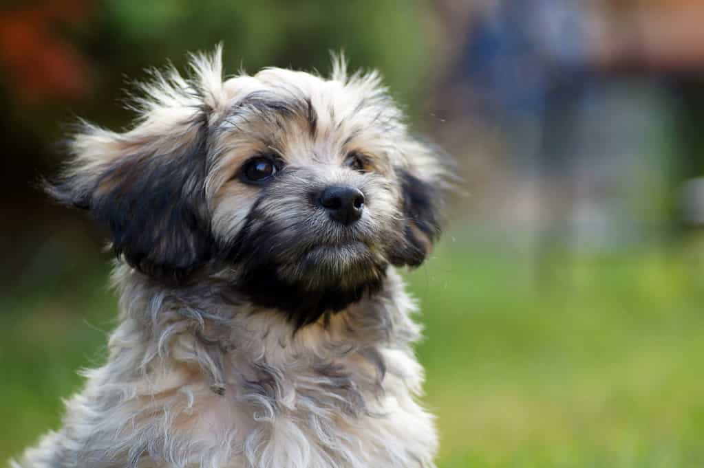 Havanese Dog on green Meadow