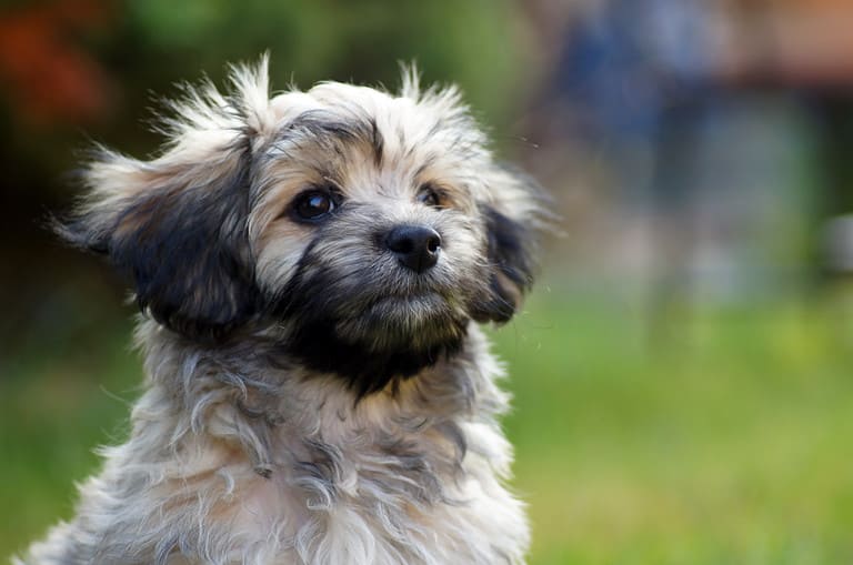 Havanese Dog on green Meadow