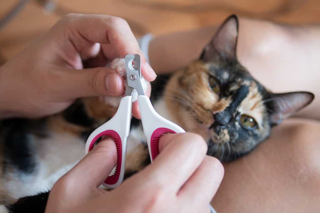 Cat owner or veterian is cutting kitten cat's nails as pet care grooming manicure