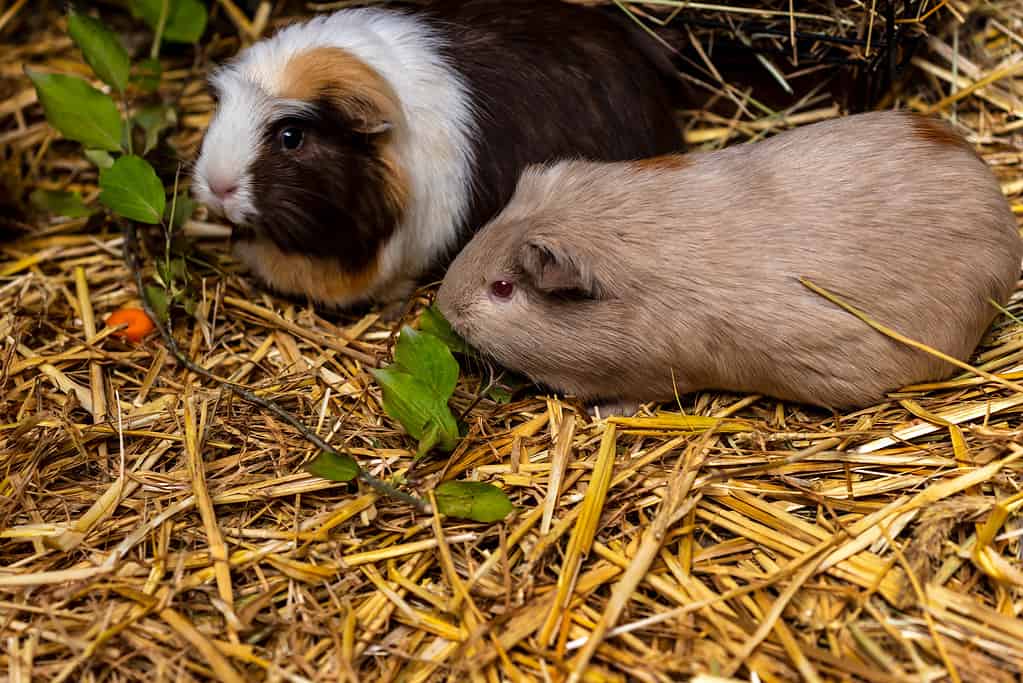 Close-up of pair domestic guinea pigs (Cavia porcellus) cavies on the straw