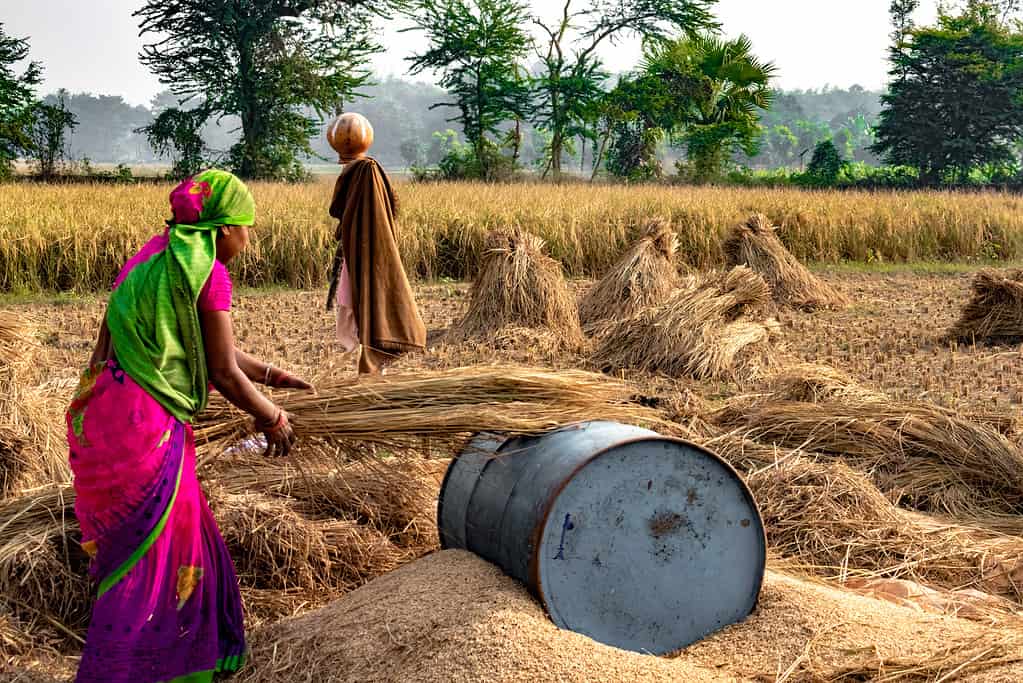 Hard Working Woman Farmer wearing Saree, working in her fields in the harvest season and is winnowing wheat grains from the Chaff in Traditional way.