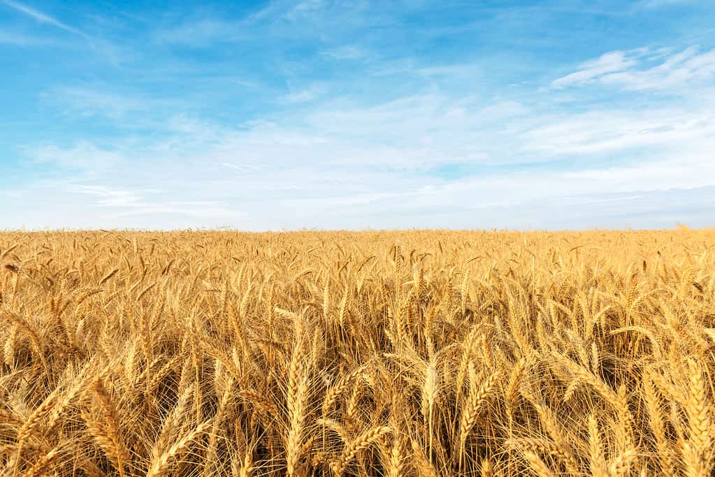 Yellow wheat field