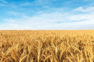 The Top 10 Wheat-Producing Countries in the World photo