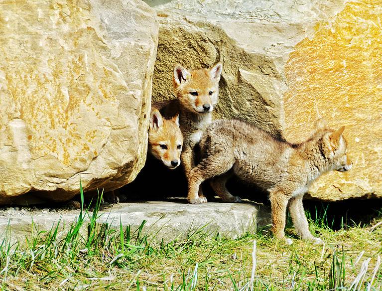 coyote pups