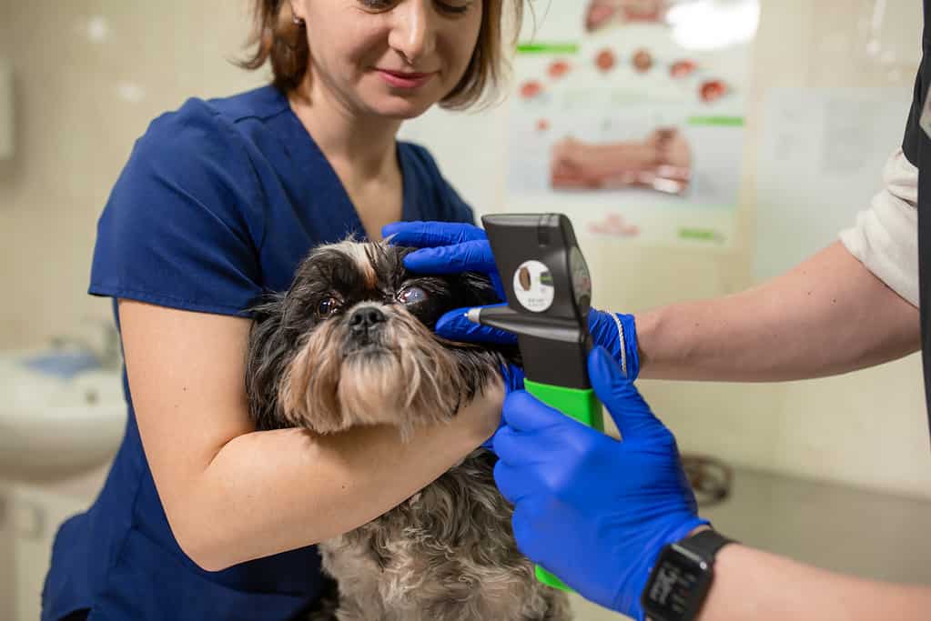 A veterinary ophthalmologist makes a medical procedure, examines a dog's eyes with the help of an ophthalmologic veterinary tonometer at a veterinary clinic. Examination of a dog with an injured eye