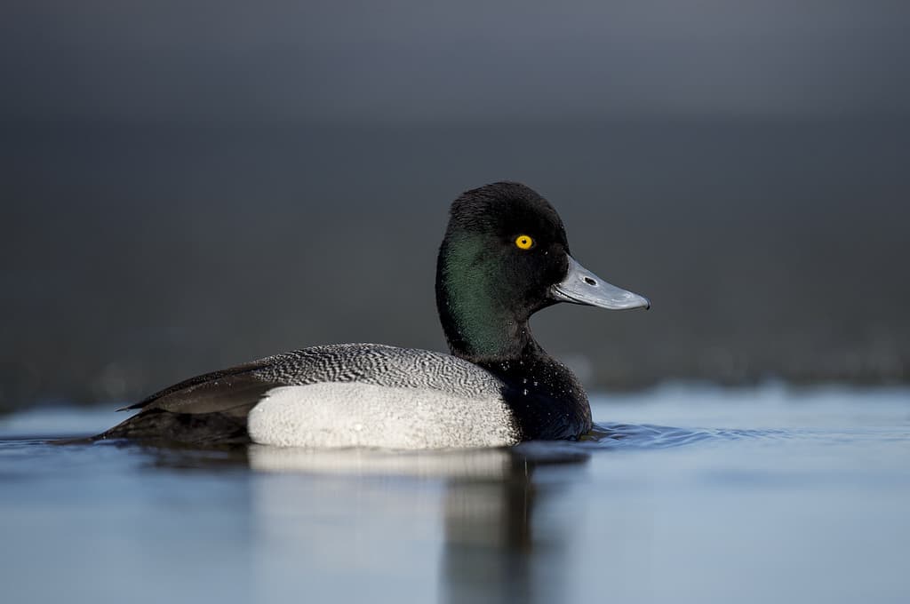 A black and white colored Lesser Scaup floats on the water in the bright sun with its bright yellow eye standing out.