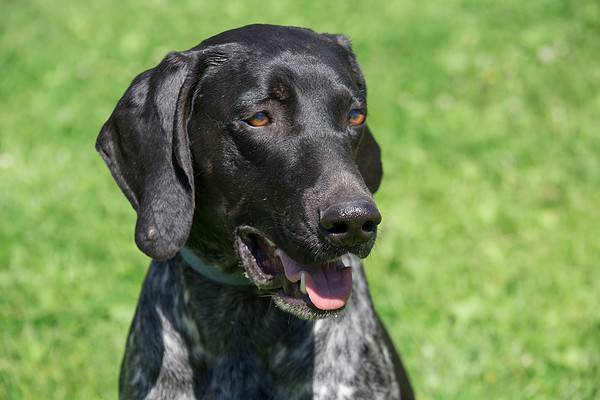 German Shorthaired Pointer Colors: Rarest to Most Common - A-Z Animals