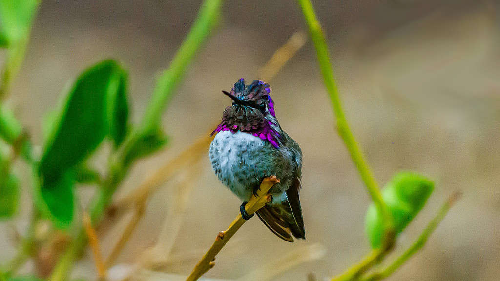 Costa's Hummingbird sitting on a branch.