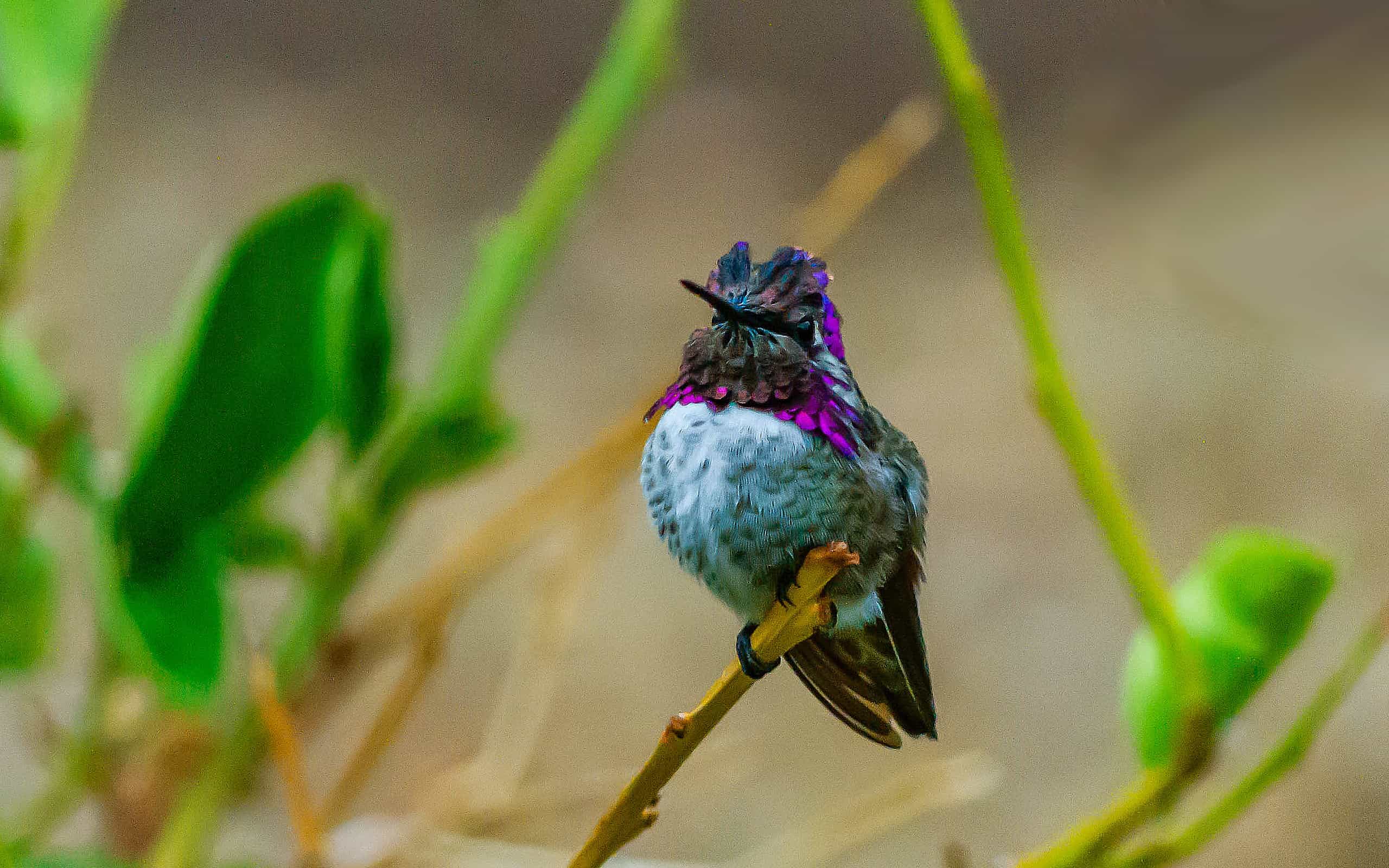 Stable Hummingbird Costa’s Hummingbird Pictures - AZ Animals