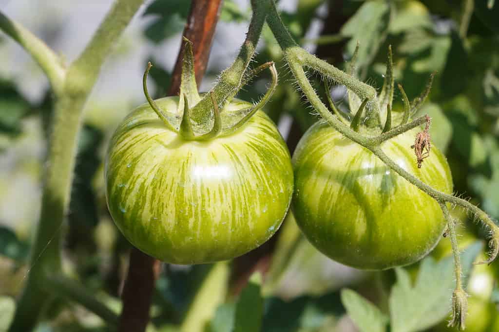Zebra tomato is a vegetable that starts with Z.