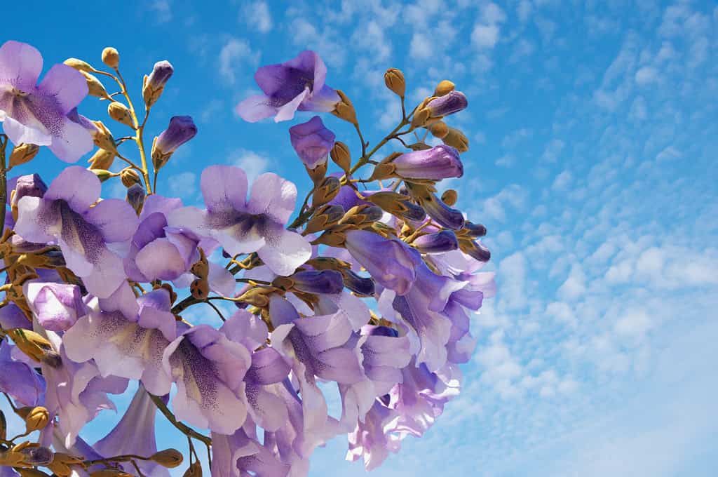 Springtime. Flowers of Paulownia tomentosa tree