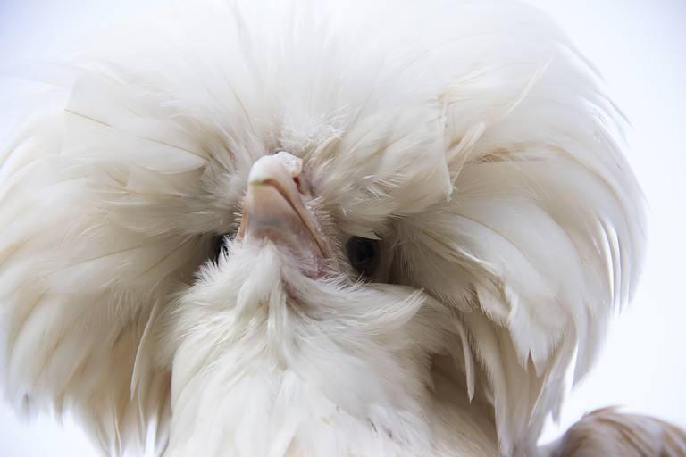 Polish Chicken