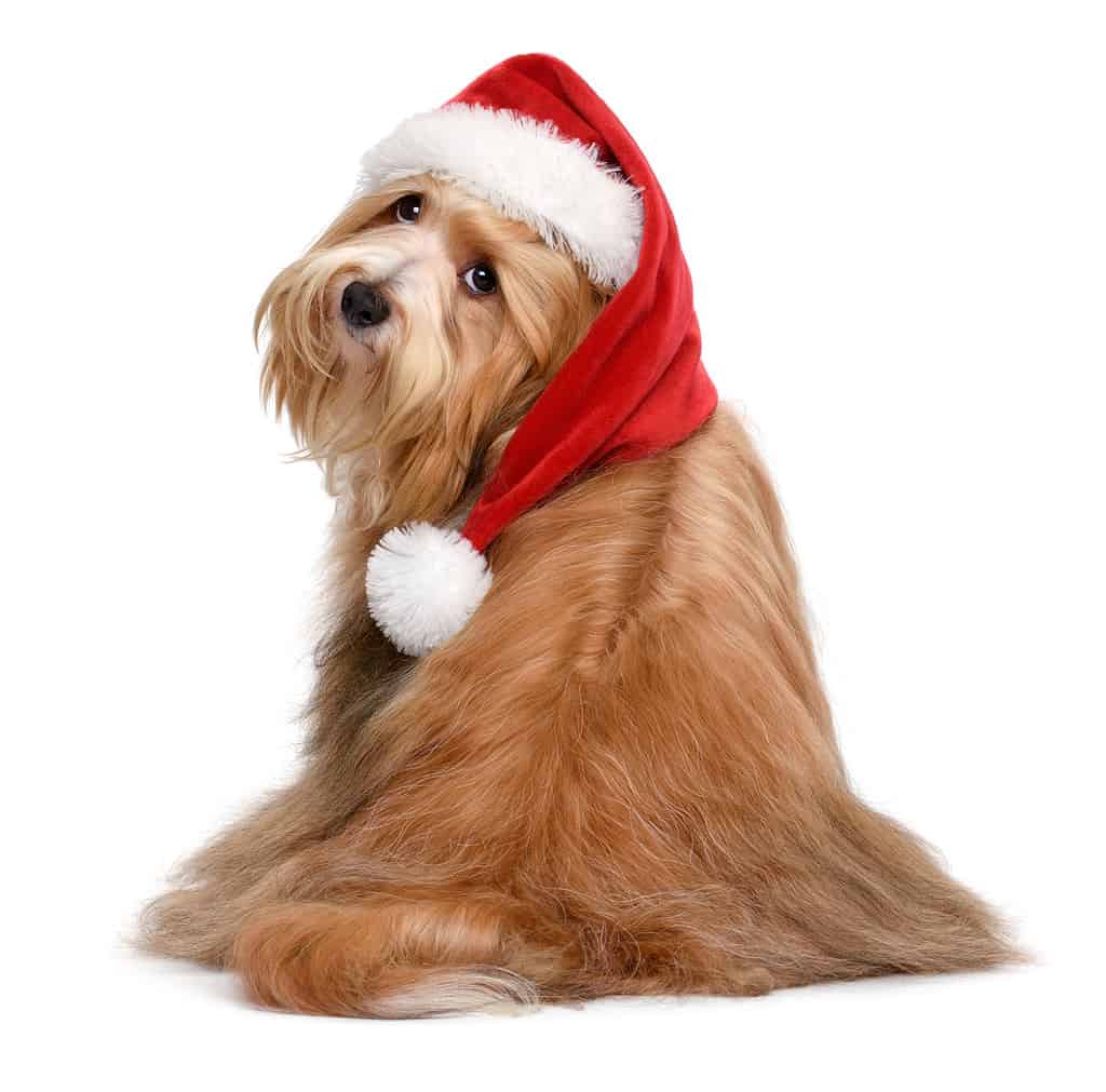 Cute Havanese dog in a Christmas Santa hat