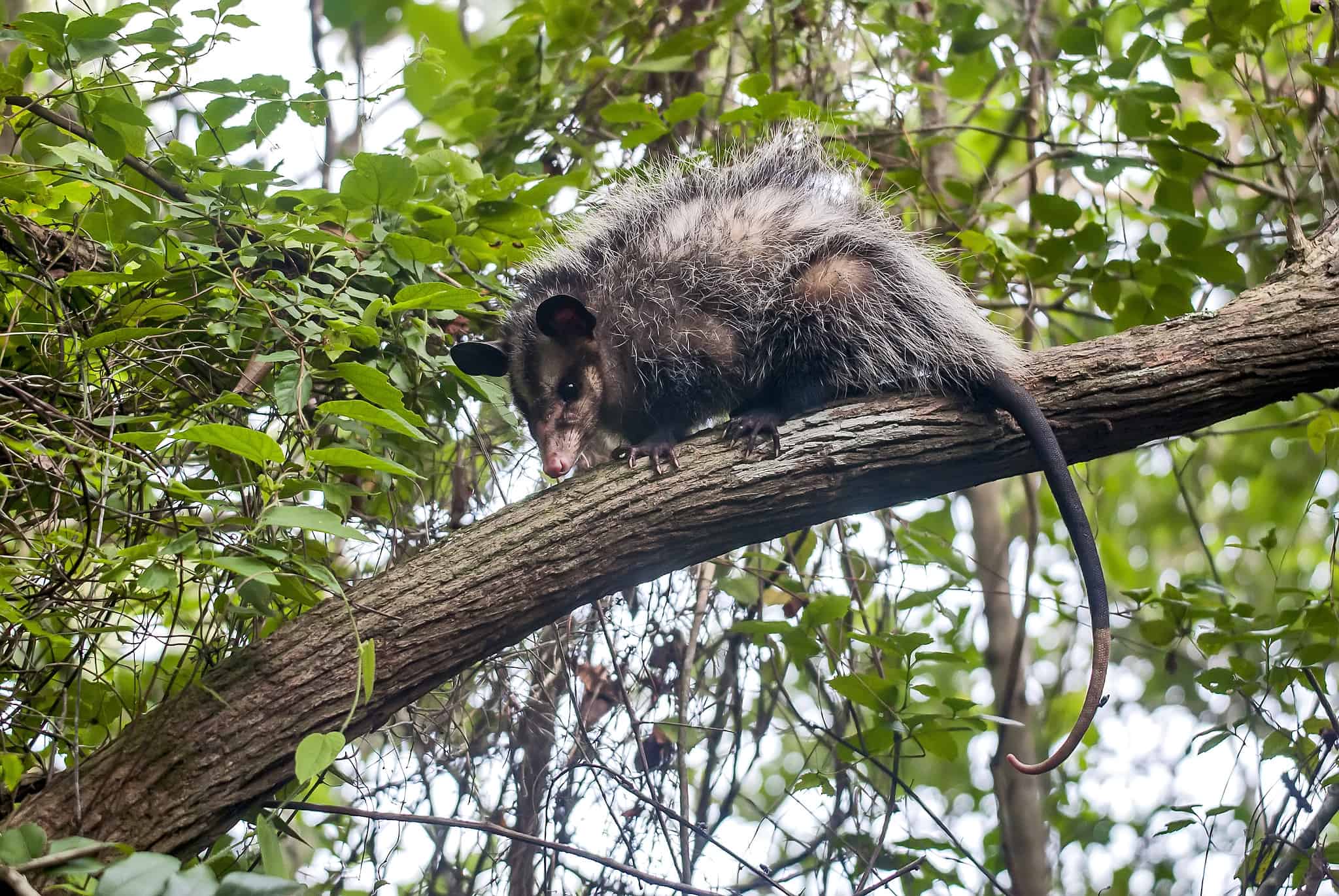 What Is a Marsupial? Definition, Types, and Important Facts - A-Z Animals