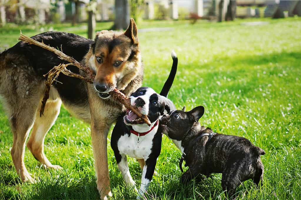 Disney dog names - Three friendly happy playing dogs in summer park. 