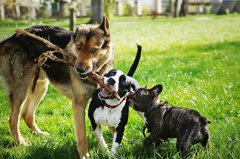 Three friendly happy playing dogs in summer park. German shepherd, american staffordshire terrier and french bulldog holding one stick. Different dog breeds have fun together.