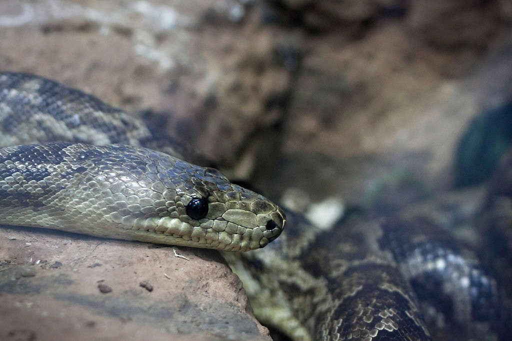 Pantherophis obsoletus (also known as the western rat snake) on the stone.