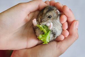 Can Hamsters Eat Lettuce? Picture