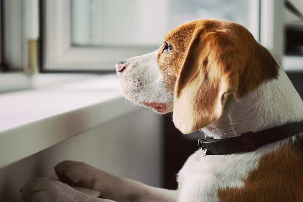 Dog looking out an open window