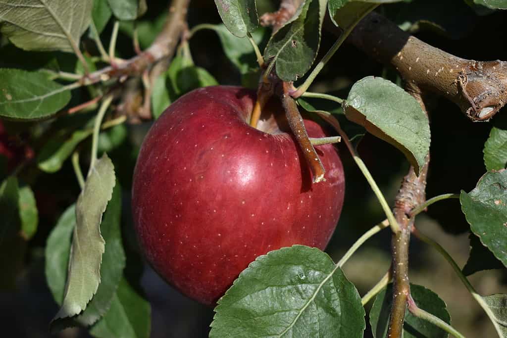 A red, ripe "WA 38" apple