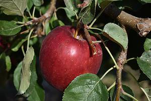 Discover the 10 U.S. States That Grow the Most Apples Picture