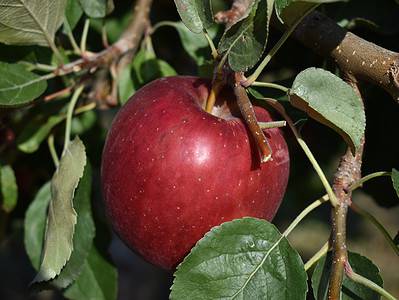 A Discover the 10 U.S. States That Grow the Most Apples