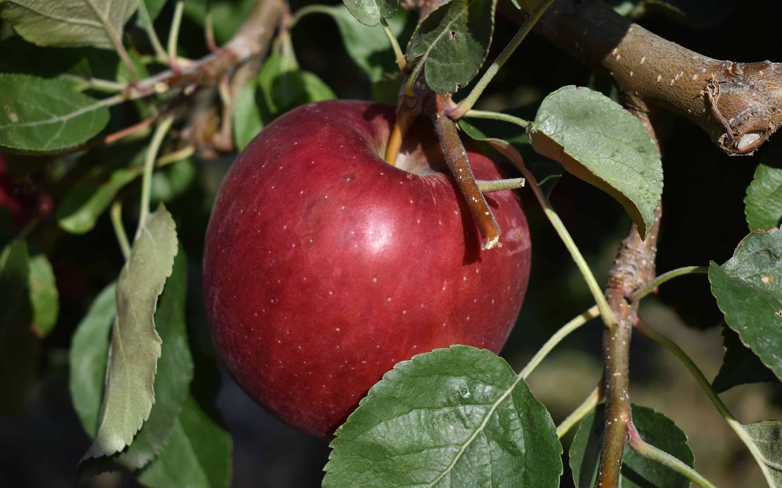 A red, ripe "WA 38" apple