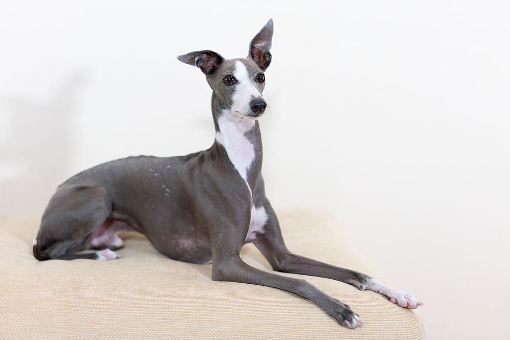 Italian Greyhound dog playing at home.