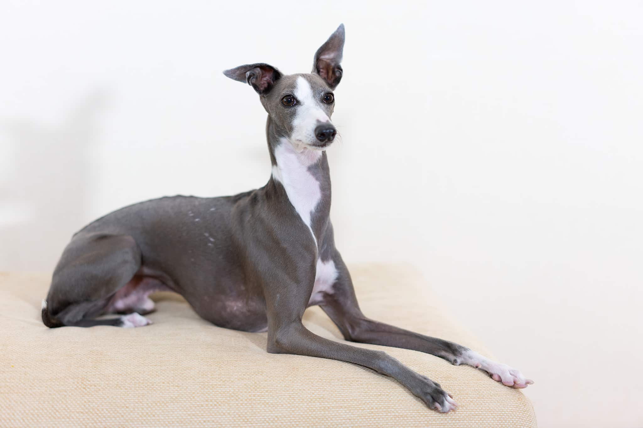 Italian Greyhound Prices in 2024 Purchase Cost, Vet Bills, and More