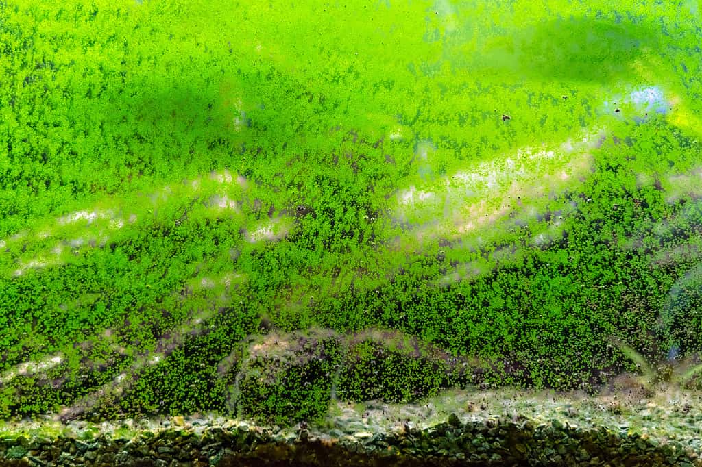 Dirty glass of aquarium. Algae growing on the surface of fish tank. Abstract view of green slimy organism background