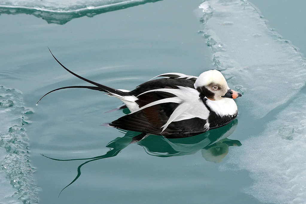 Long Tailed Duck swimming in ice water in winter