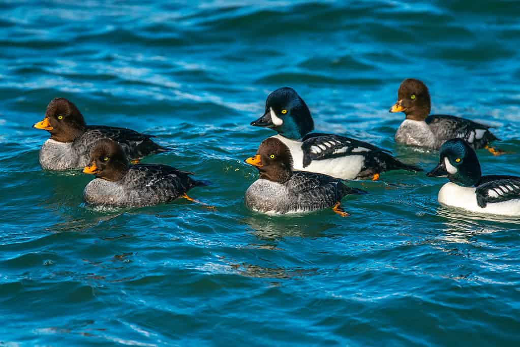 A group of barrow's goldeneye swimming in Vancouver, BC, Canada