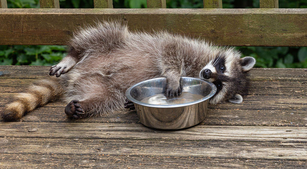 Baby raccoon playing with water in water bowl.