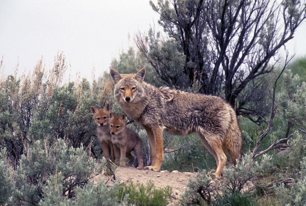 Coyote with young pups Den DogFamily Yellowstone National Park Montana