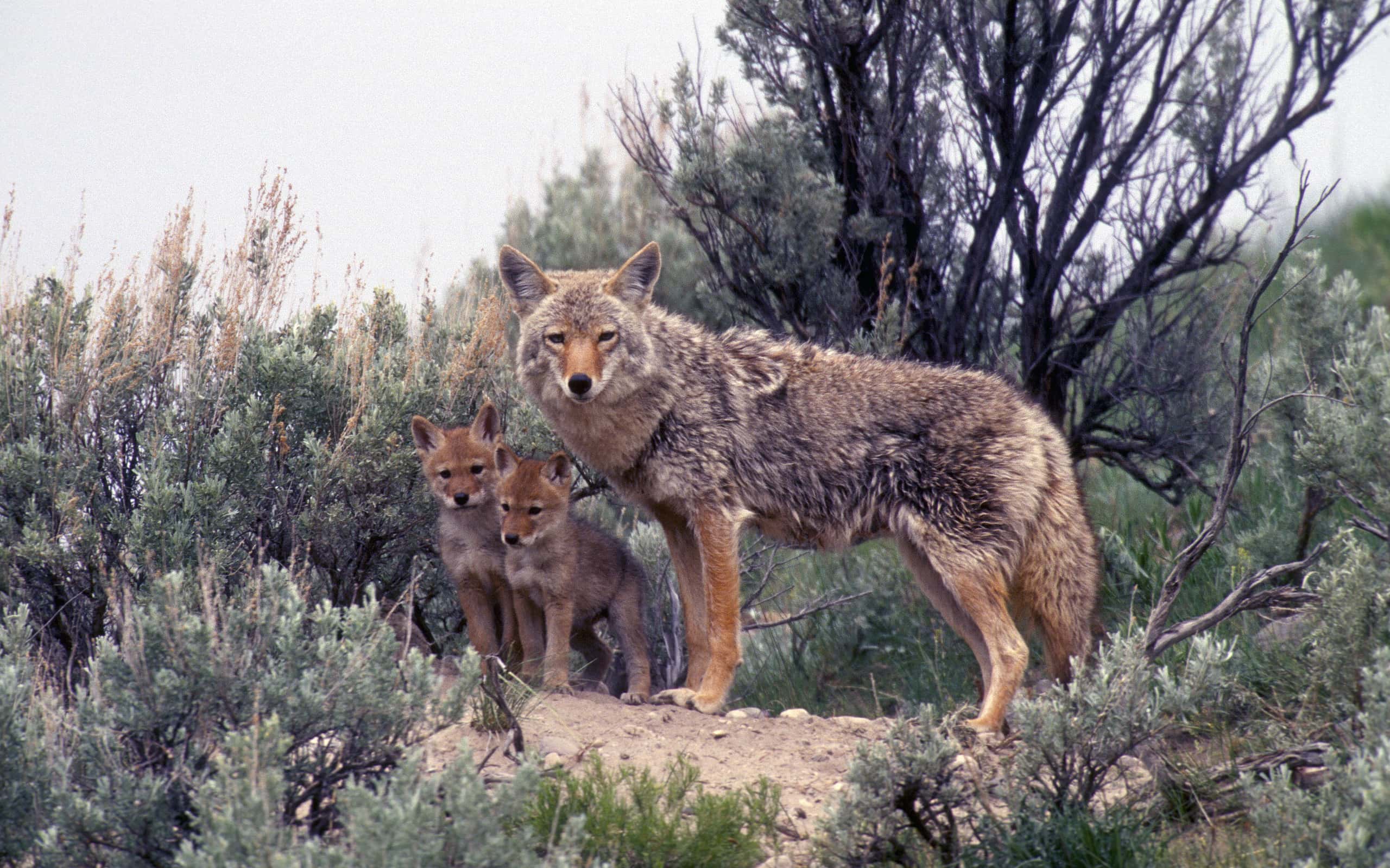 Coyote with young pups Den DogFamily Yellowstone National Park Montana