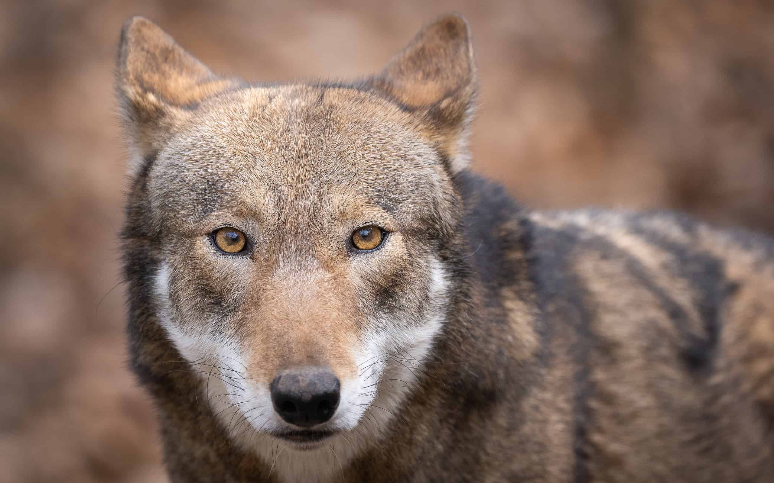 A portrait of a red wolf